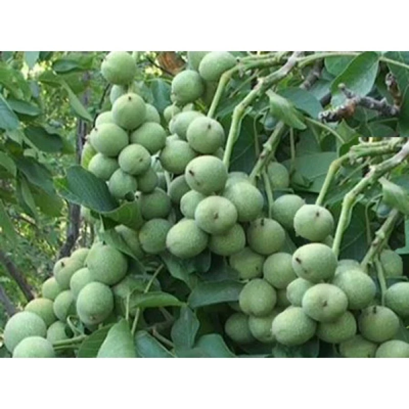 نهال گردو خوشه ای