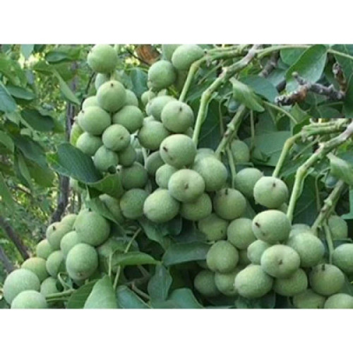 نهال گردو خوشه ای