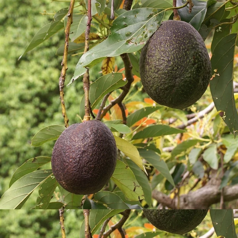 نهال آووکادو رید پیوندی