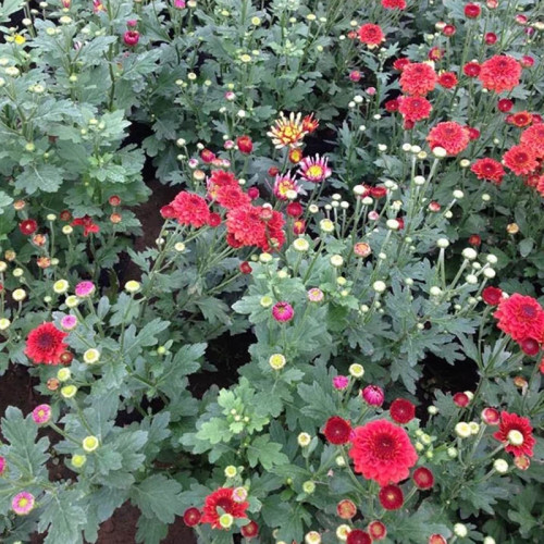 نهال گل داودی قرمز