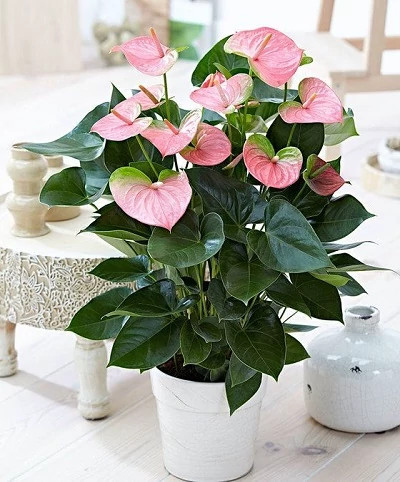نهال گل آنتوریم