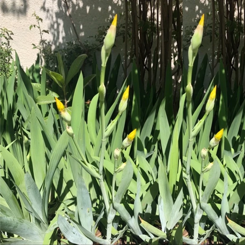 بوته زنبق طلایی