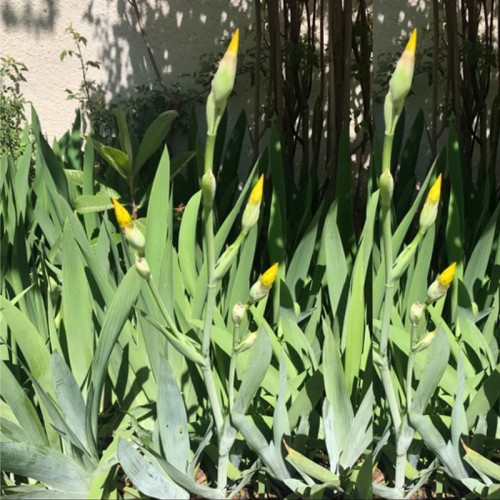 بوته زنبق طلایی