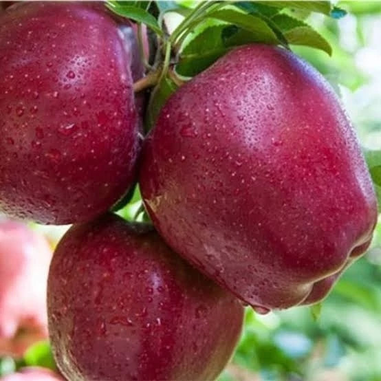 نهال سیب گالا