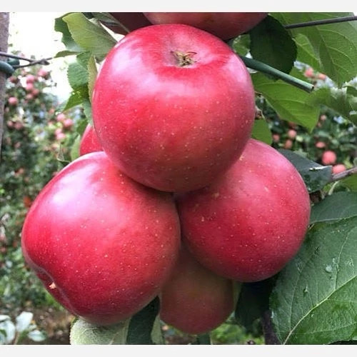 نهال سیب گالا