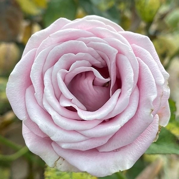 گل رز ابری