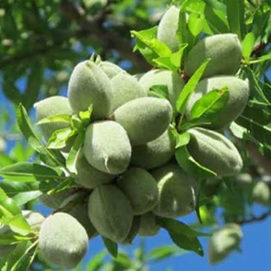 نهال بادام اذر شکوفه