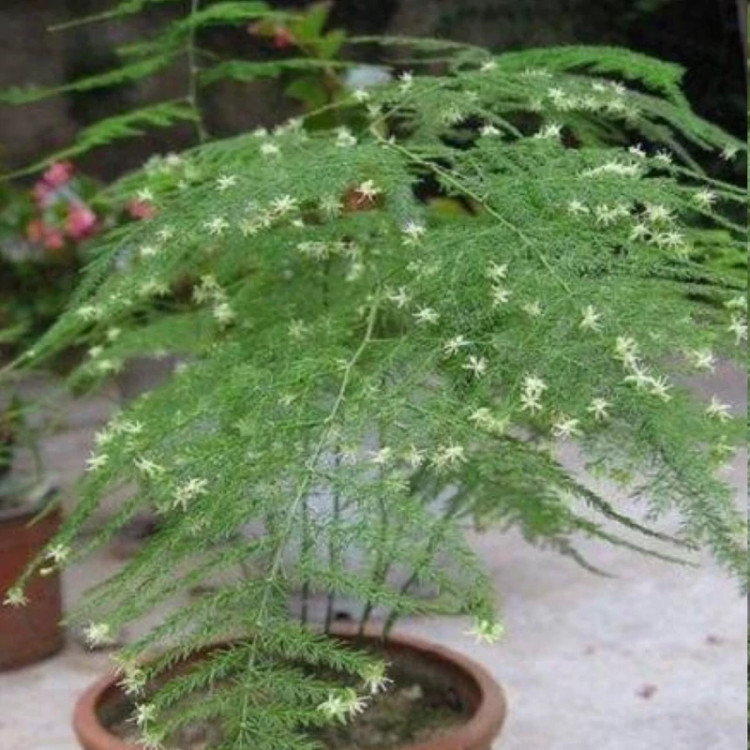 نهال گل ابری