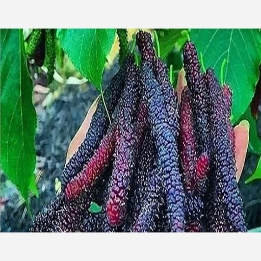نهال توت موزی(ریشه پرس)