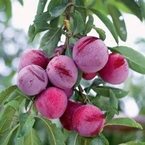 نهال آلو شابلون کالیفرنیا