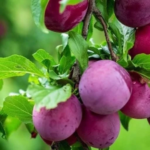 نهال آلو شابلون کالیفرنیا