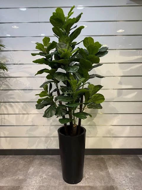 نهال گل فیکوس