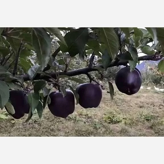 نهال سیب سیاه جرومین