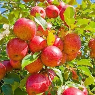 نهال سیب فوجی