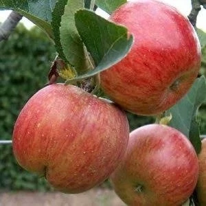 نهال سیب فوجی