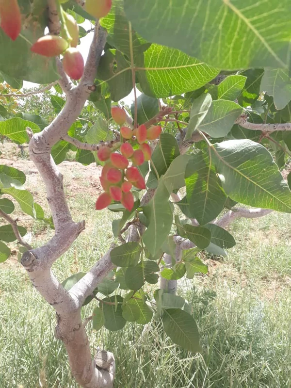نهال پسته پیوندی احمداقایی