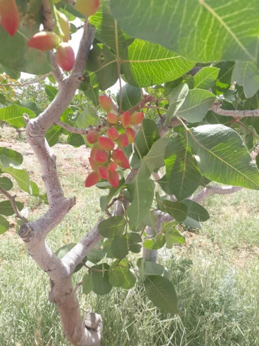 نهال پسته پیوندی احمداقایی