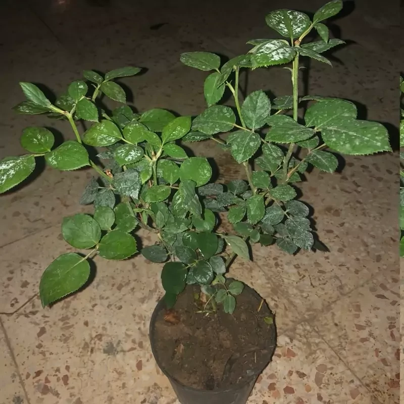 نهال رز  پشت نقره