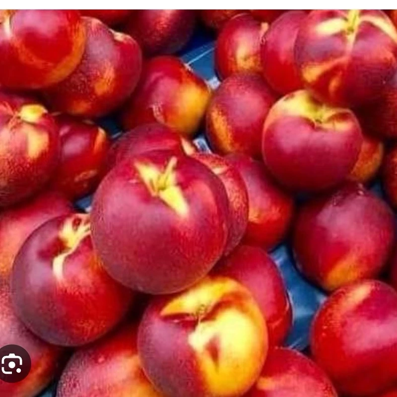 نهال شلیل سان گلد