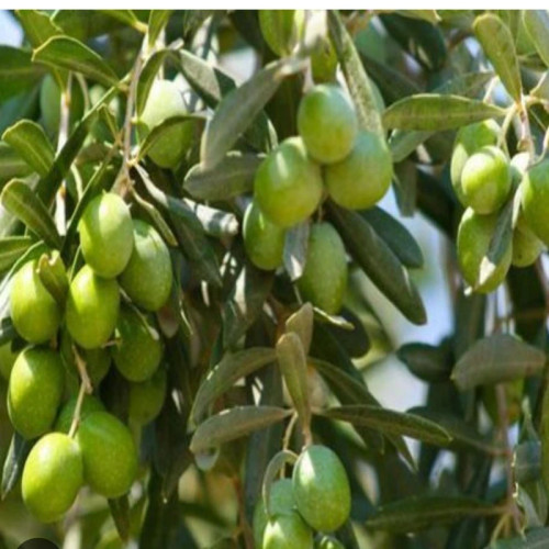 نهال زیتون خوراکی نژاد آربیکن و پیکوال(سبز)
