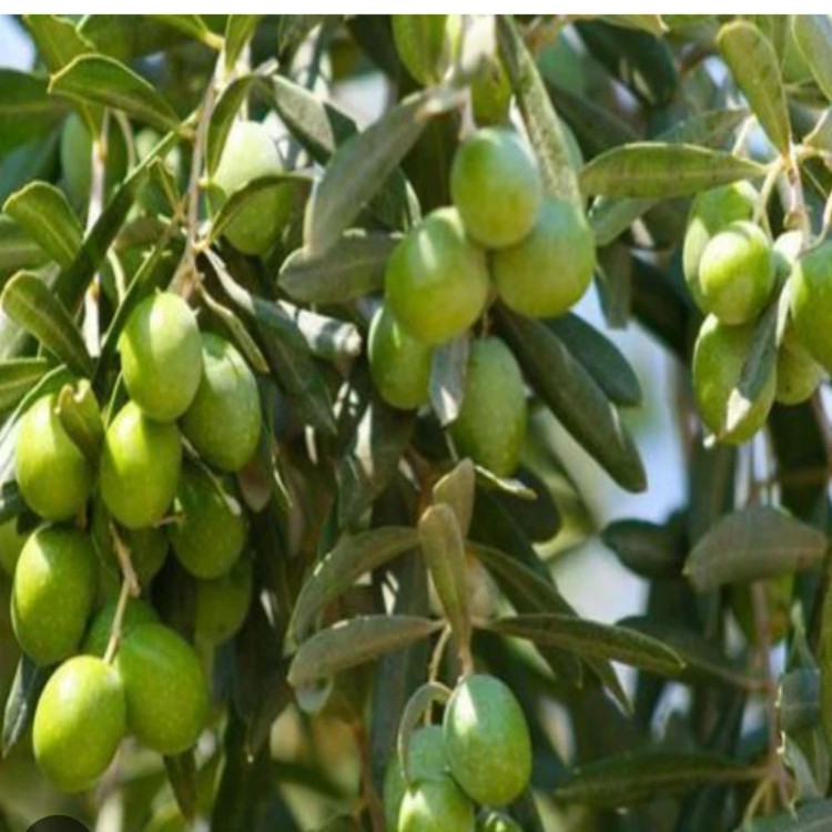 نهال زیتون خوراکی نژاد آربیکن و پیکوال(سبز)