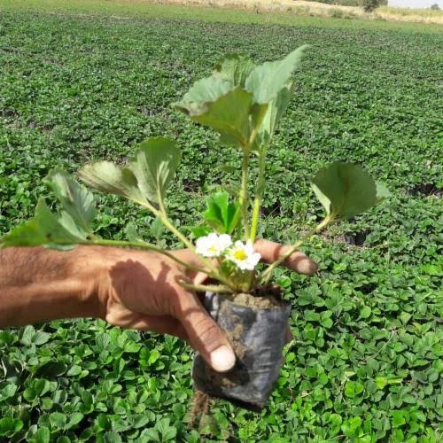 نهال(نشا) توت فرنگی نژاد سابرینا