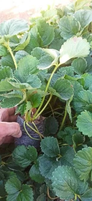 نهال(نشا) توت فرنگی نژاد سابرینا