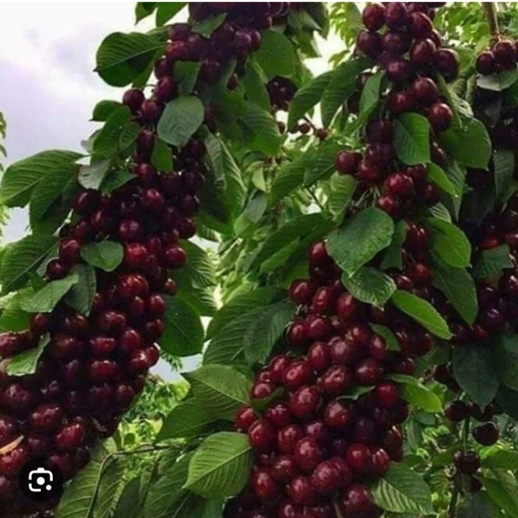 نهال گیلاس خوشه ای
