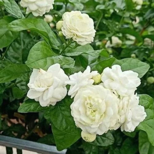 null