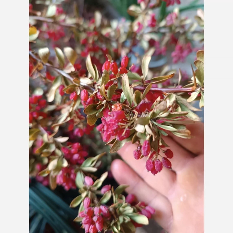 نهال زرشک بی دانه پفکی
