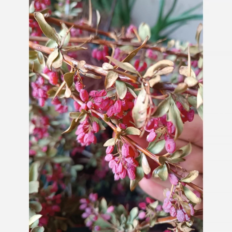 نهال زرشک بی دانه پفکی