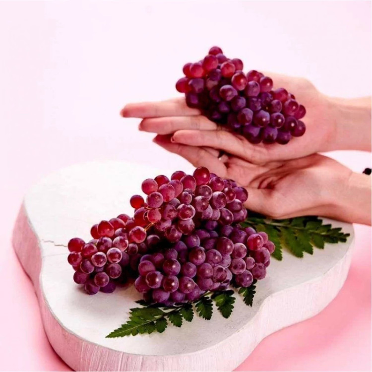 نهال انگور یاقوتی