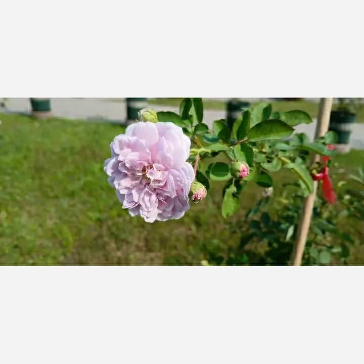 نهال رز رونده پرپر معطر
