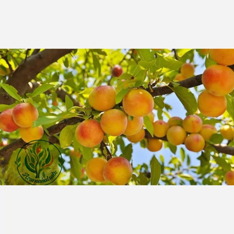 نهال زردآلو جهانگیری