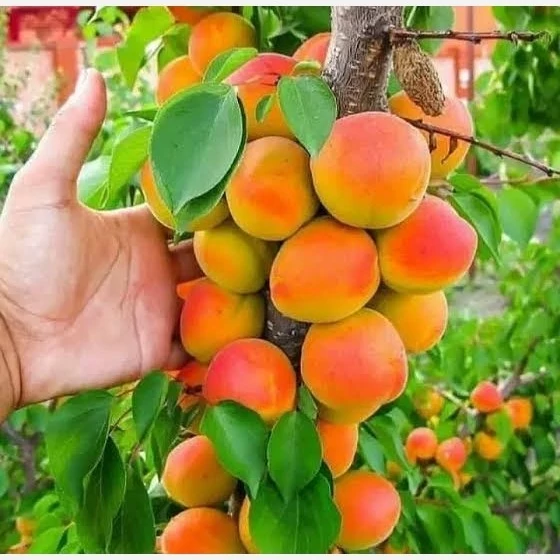 نهال زردآلو جهانگیری