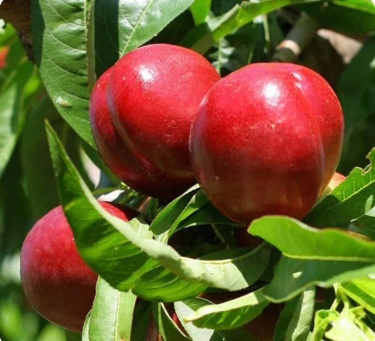 نهال شلیل سان کینگ