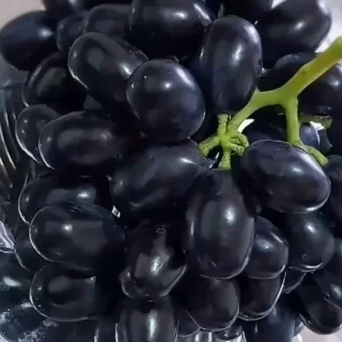 نهال انگور ترکمن
