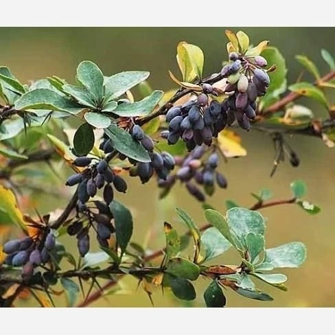 نهال زرشک سیاه خوراکی