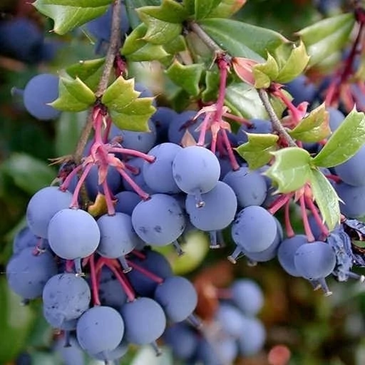 نهال زرشک سیاه خوراکی