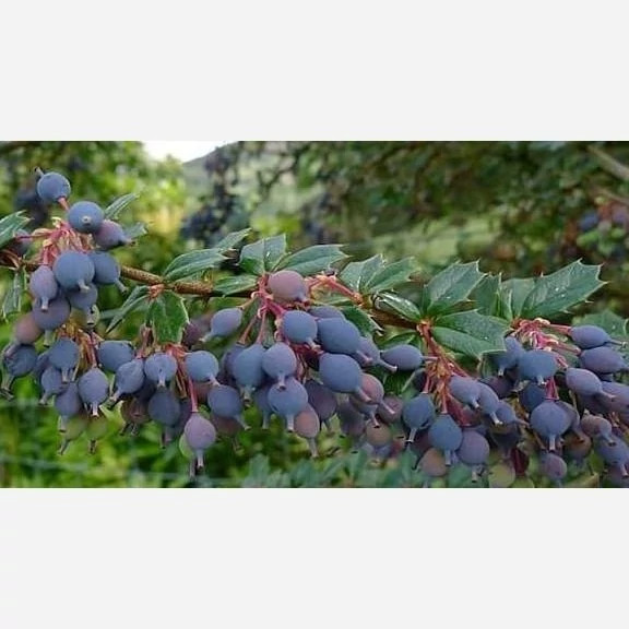 نهال زرشک سیاه خوراکی