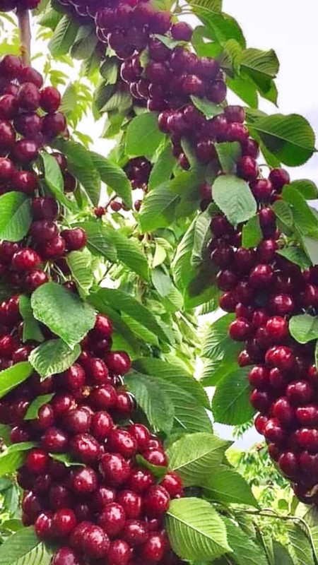 نهال آلبالو مونت مورانسی