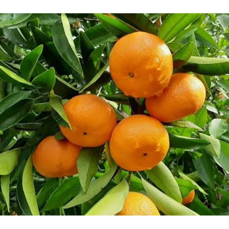 نهال نارنگی پچ پاکوتاه