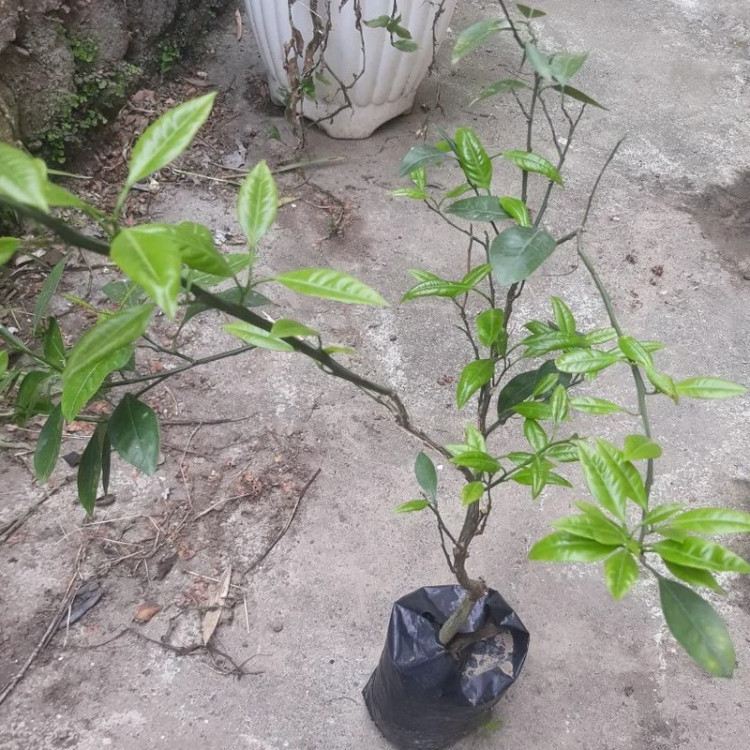نهال نارنگی پچ پاکوتاه