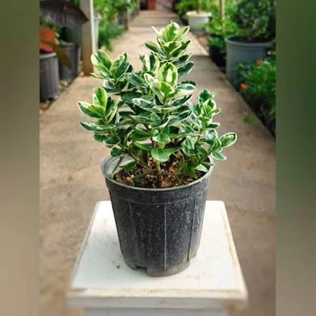 نهال شمشاد