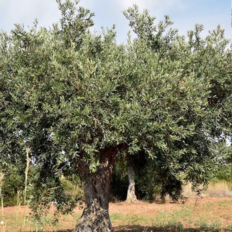 نهال زیتون درشت