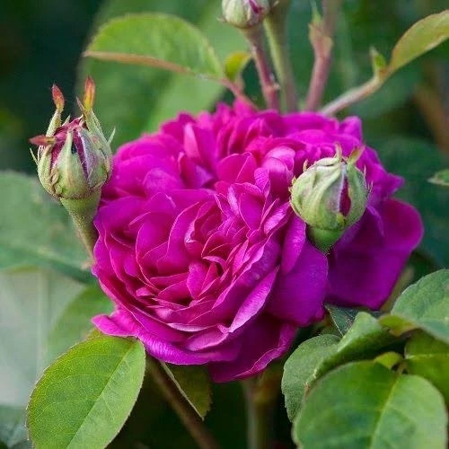 نهال گل محمدی بسیار معطر