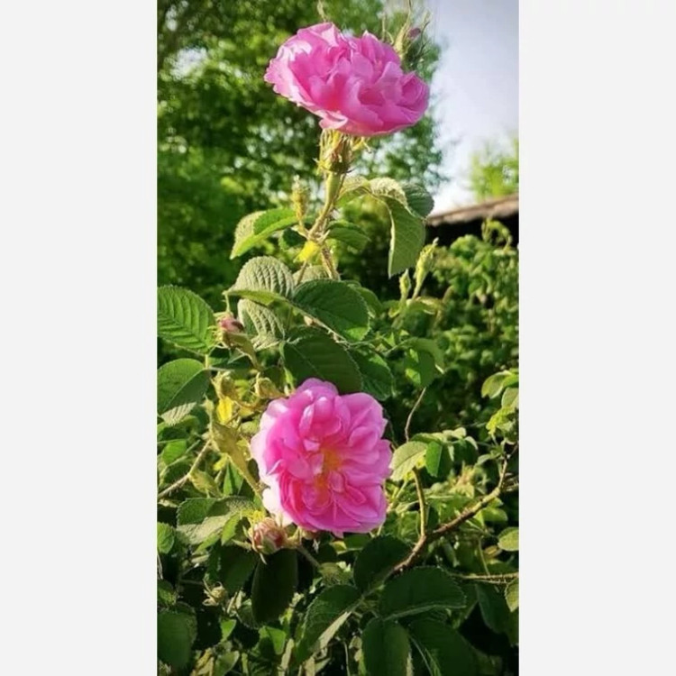 نهال گل محمدی بسیار معطر