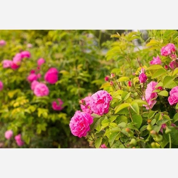 نهال گل محمدی بسیار معطر