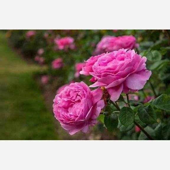 نهال گل محمدی بسیار معطر