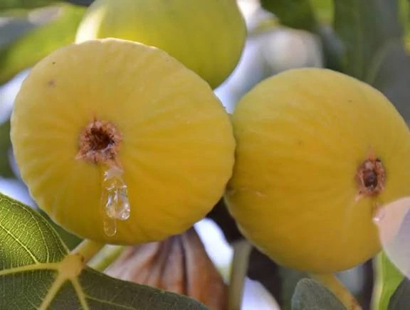 نهال انجیر سایز بزرگ بن دار